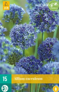 ohgreen 15 allium caeruleum