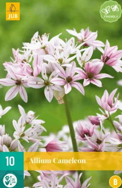 ohgreen 10 allium cameleon