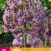 ohgreen 15 allium christophii