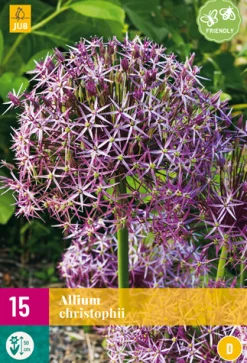 ohgreen 15 allium christophii