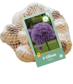ohgreen 8 allium gladiator