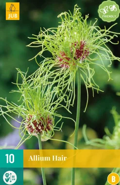 ohgreen 10 allium hair