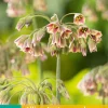 ohgreen 5 allium (nectaroscodum) siculum