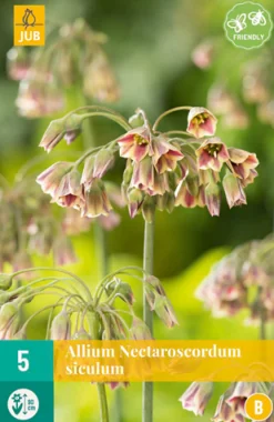 ohgreen 5 allium (nectaroscodum) siculum