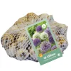 ohgreen 40 allium paars-wit