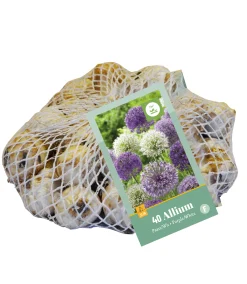 ohgreen 40 allium paars-wit