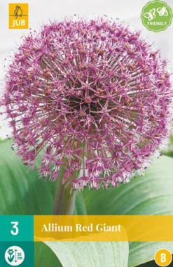 ohgreen 3 allium red giant