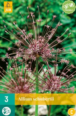ohgreen 3 allium schubertii