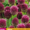 ohgreen 100 allium sphaerocephalon