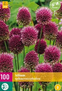 ohgreen 100 allium sphaerocephalon