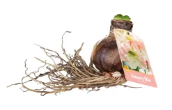 ohgreen 1 amaryllis roze-wit