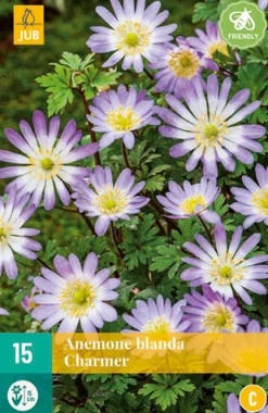 ohgreen 15 anemone bl. charmer
