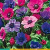 ohgreen 15 bloembollen anemone coronaria paars-roze mix