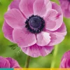 ohgreen 15 bloembollen anemone coronaria sylphide