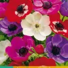 ohgreen 15 bloembollen anemone coronaria de caen mix