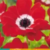 ohgreen 15 bloembollen anemone coronaria hollandia