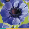 ohgreen 15 bloembollen anemone coronaria mr. fokker