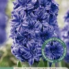 ohgreen 3 bloembollen hyacinthus dubbel blauw