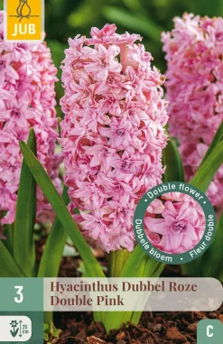 ohgreen 3 bloembollen hyacinthus dubbel roze
