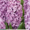ohgreen 5 bloembollen hyacinthus purple voice