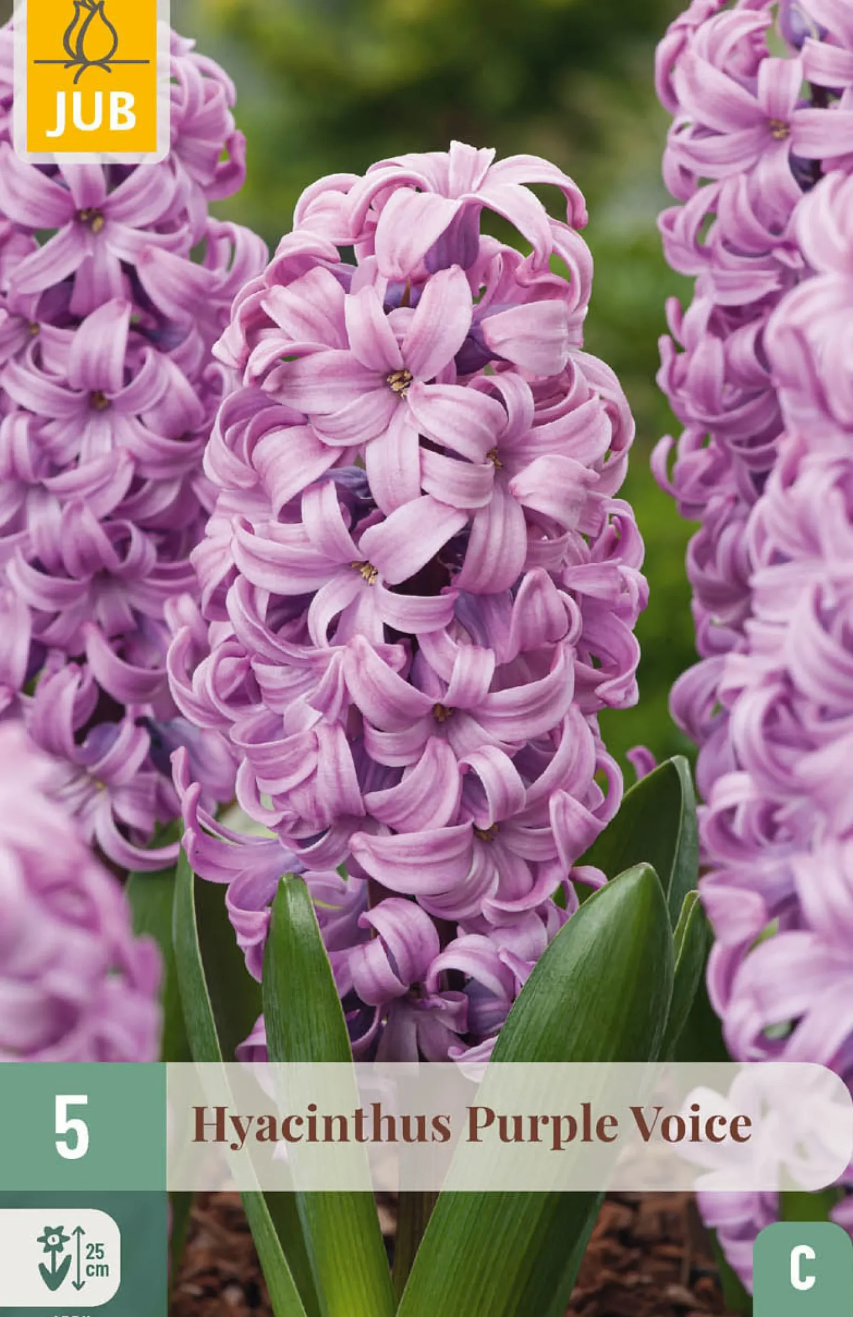 ohgreen 5 bloembollen hyacinthus purple voice