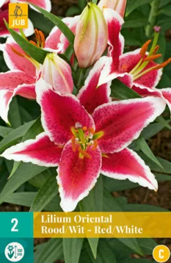 ohgreen 2 bloembollen lilium oriental rood-wit