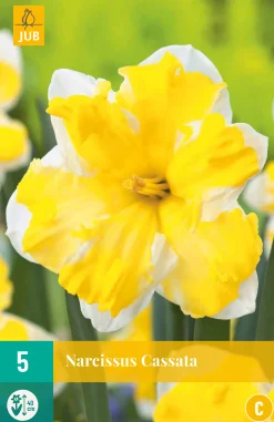 ohgreen 5 bloembollen narcissus cassata