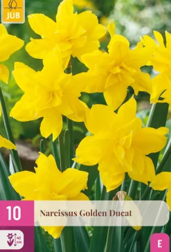 ohgreen 10 bloembollen narcissus golden ducat