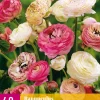 ohgreen 40 bloembollen ranunculus pastel mix