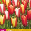 ohgreen 20 bloembollen tulipa clusiana mix