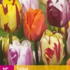 ohgreen 15 bloembollen tulipa flaming beauty mix