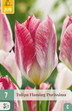 ohgreen 7 bloembollen tulipa flaming purissima