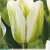 ohgreen 7 bloembollen tulipa green spirit