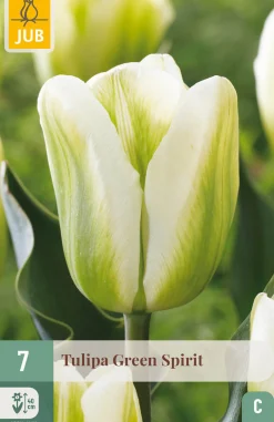 ohgreen 7 bloembollen tulipa green spirit