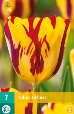 ohgreen 7 bloembollen tulipa helmar