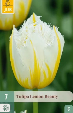 ohgreen 7 bloembollen tulipa lemon beauty