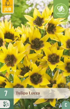 ohgreen 7 bloembollen tulipa lucca