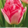 ohgreen 7 bloembollen tulipa pink delight