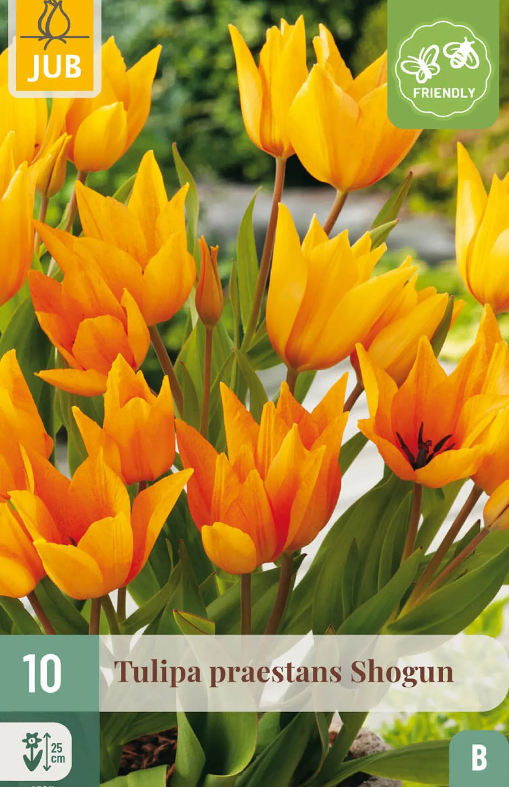 ohgreen 10 bloembollen tulipa praestans shogun