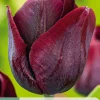 ohgreen 7 bloembollen tulipa ronaldo
