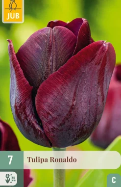 ohgreen 7 bloembollen tulipa ronaldo