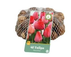 ohgreen 40 bloembollen tulipa roze/rood