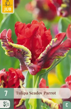 ohgreen 7 bloembollen tulipa seadov parrot