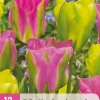 ohgreen 12 bloembollen tulipa strawberry lemonade