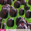 ohgreen 12 bloembollen tulipa triumph zwart