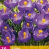 ohgreen 30 crocus blauw