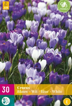ohgreen 30 crocus blauw-wit