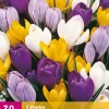ohgreen 30 crocus grootbloemig mix