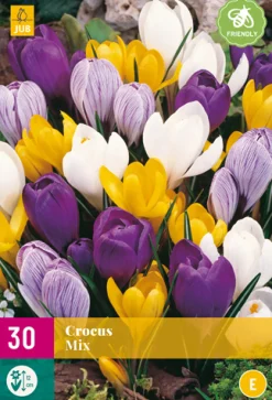 ohgreen 30 crocus grootbloemig mix