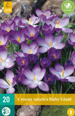 ohgreen 20 crocus ruby giant